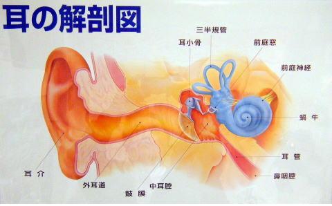 耳の解剖図・愛知県一宮市補聴器販売店